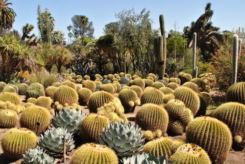 cactus garden huntington