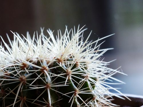 cactus close-up spikes