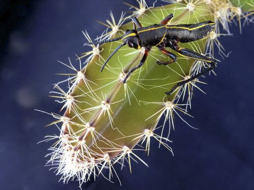 cactus plant spikes