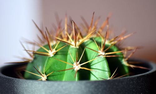 cactus spur plant