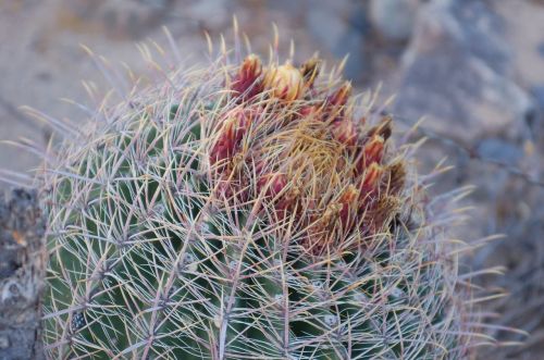 cactus arizona desert