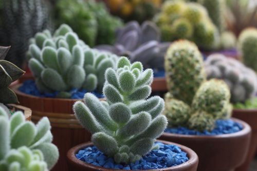 cactus flower garden