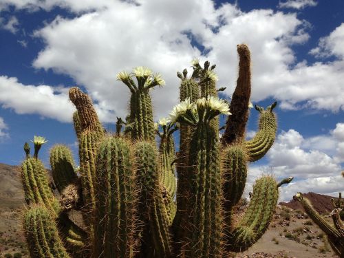 cactus flower clouds