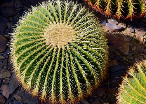cactus spur plant