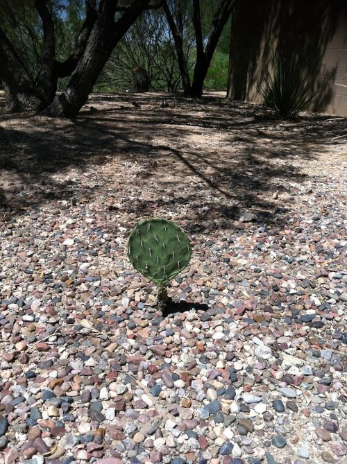 cactus green gravel