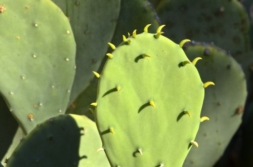 cactus leaves green