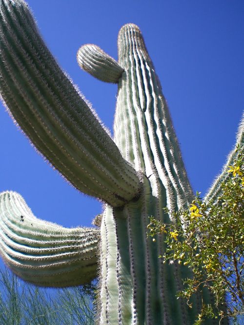 cactus desert nature