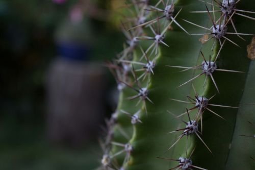 cactus prickles plant