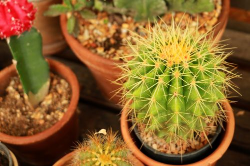cactus green plant