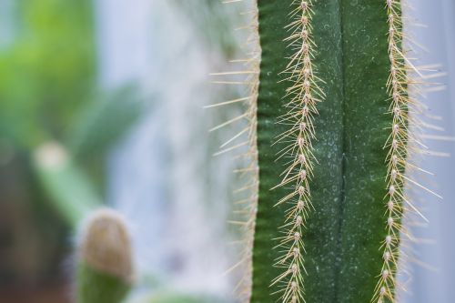 cactus spikes closeup