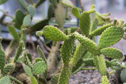 cactus spikes plant