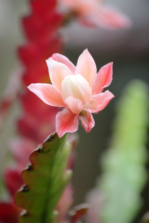 cactus flowers bloom