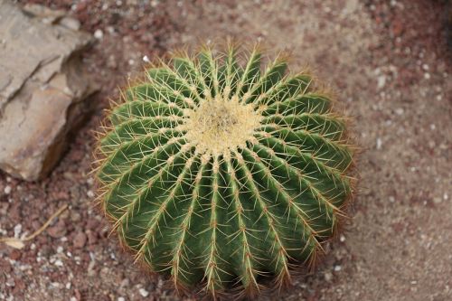 cactus green have thorns