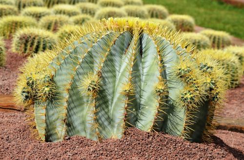 cactus large prickly