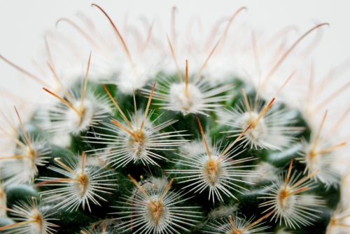 cactus thorns plant