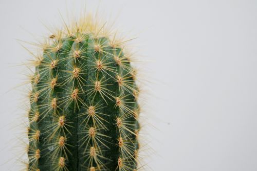 cactus plant thorns