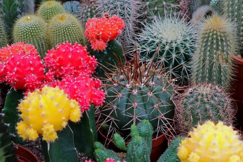 cactus spur plant