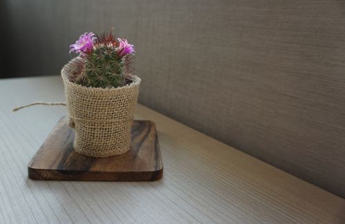 cactus plant flowers