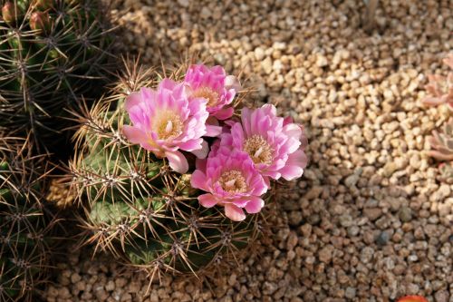 cactus flowers plants