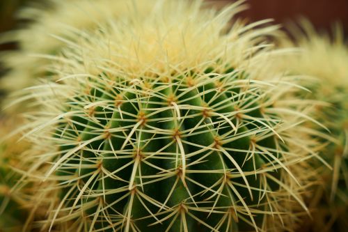 cactus plant nature