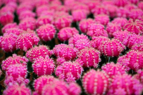 cactus plant macro