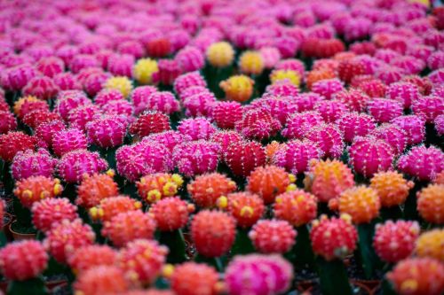 cactus plant macro