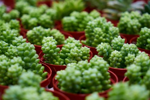 cactus plant macro