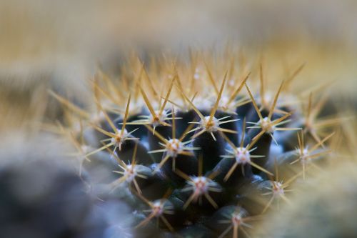 cactus dea macro