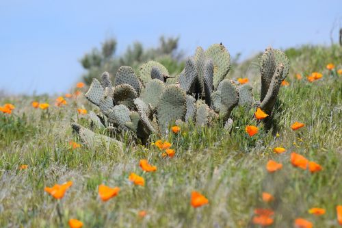 cactus poppies desert