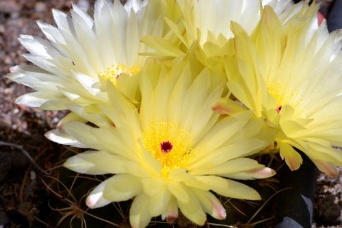 cactus garden spring