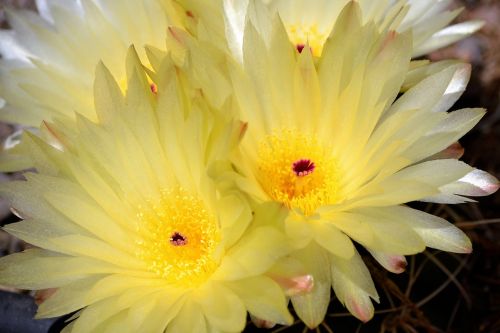 cactus garden spring