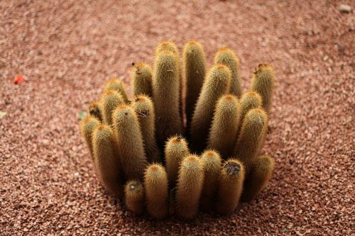 cactus spur thorns