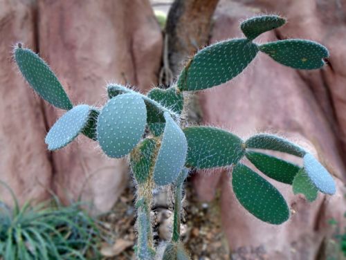 cactus desert prickly pear cactus