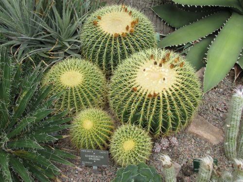 cactus spines nature