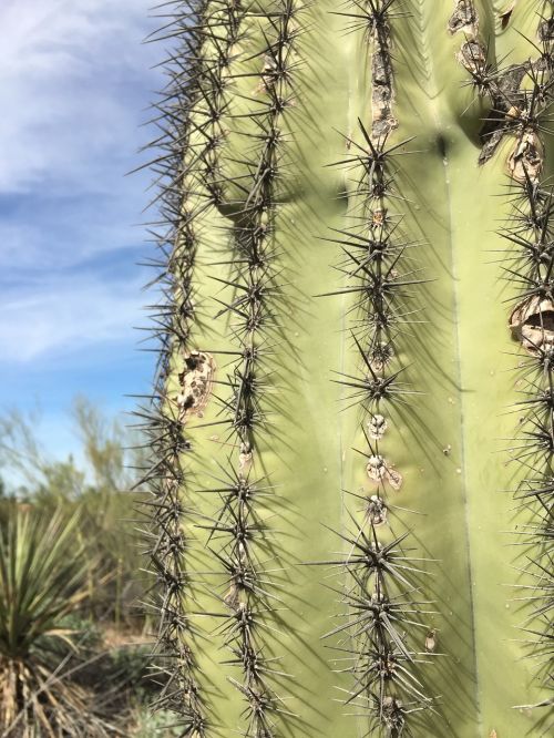 cactus desert landscape