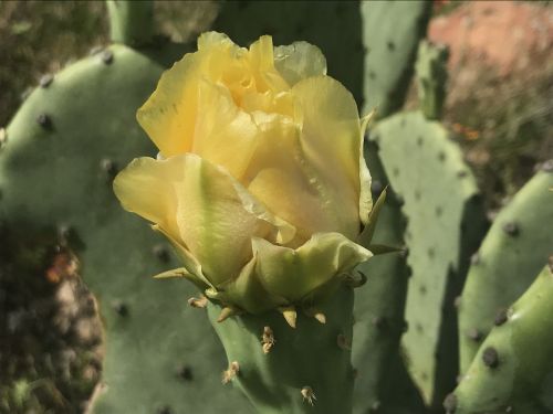 cactus flower bloom