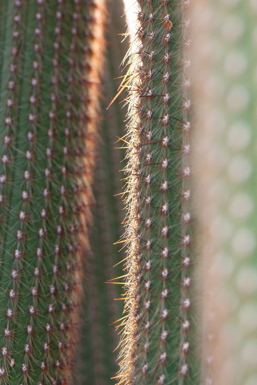 cactus cactaceae prickly