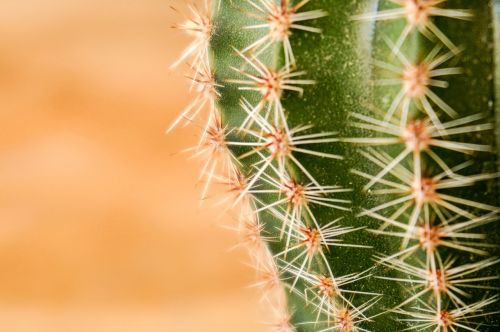 cactus green prickly