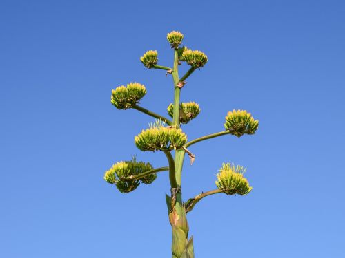 cactus plant nature