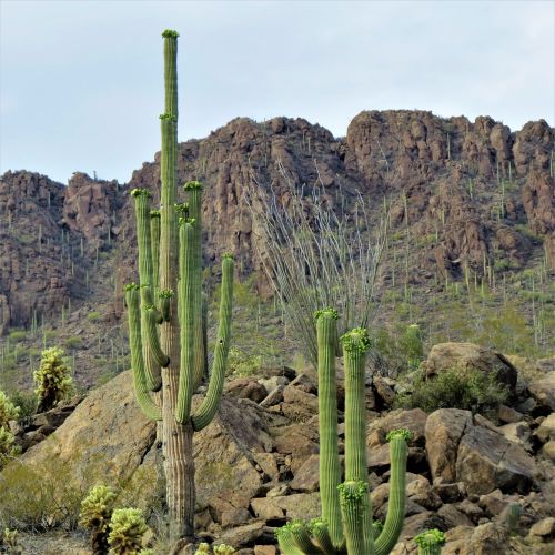 cactus saguaro arizona