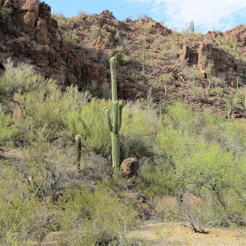 cactus arizona saguaro