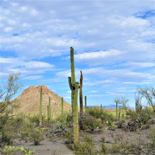 cactus arizona saguaro