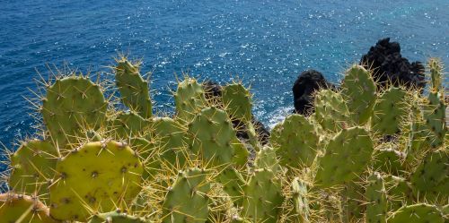cactus sea canary islands