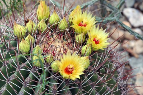 cactus plant nature