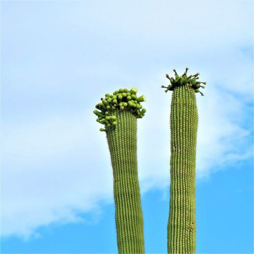 cactus arizona saguaro