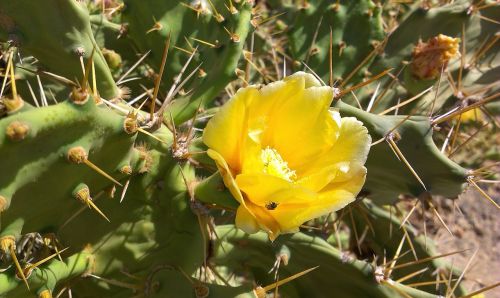 cactus flowers world