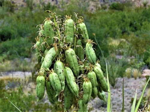 cactus seed pods hiking
