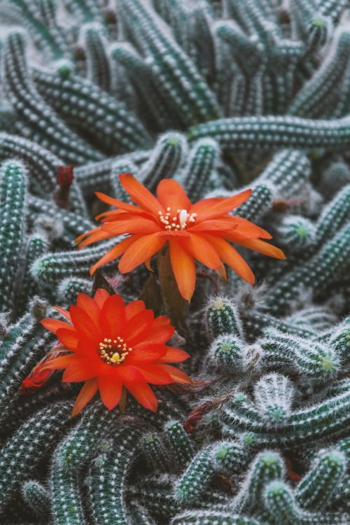 cactus flowers beautiful