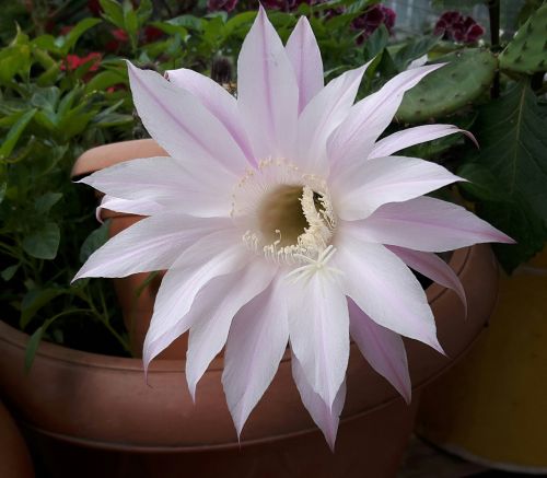 cactus flower flowerpot