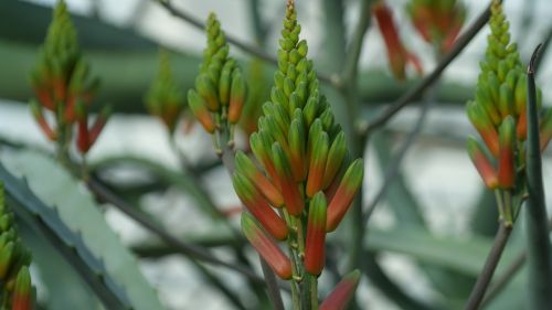 cactus blossom bloom